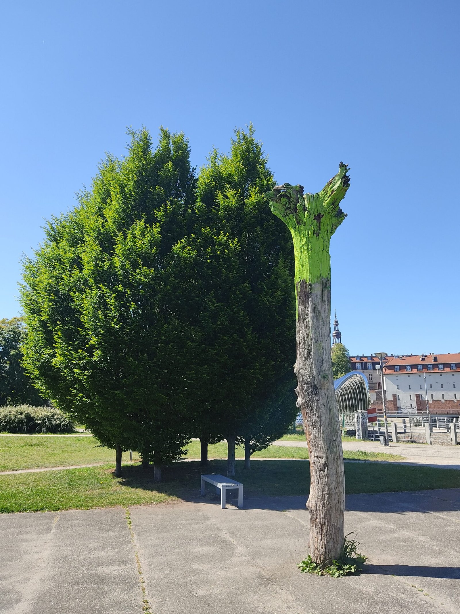 tree - artistic oddities in wrocław