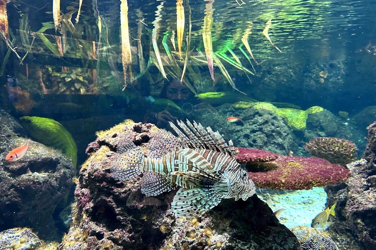 ¿Qué ver en Breslavia? Museos y Atracciones Imperdibles 6 acuario